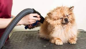 How a Dog Blow Dryer Reduces Wet Dog Smell and Improves Coat Texture